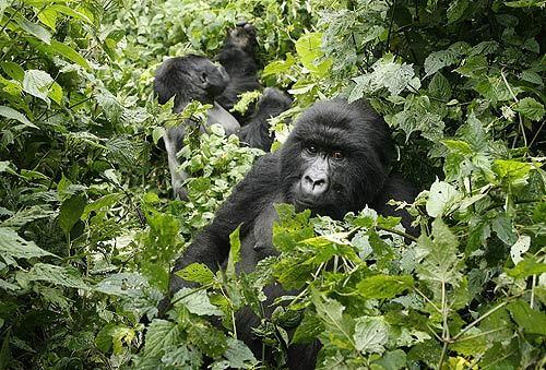 Two mountain gorillas are seen in the Virunga National Park, near the Uganda border in eastern Congo. The director of the park says rangers who fled fighting between rebels and soldiers are returning to protect the endangered animals.