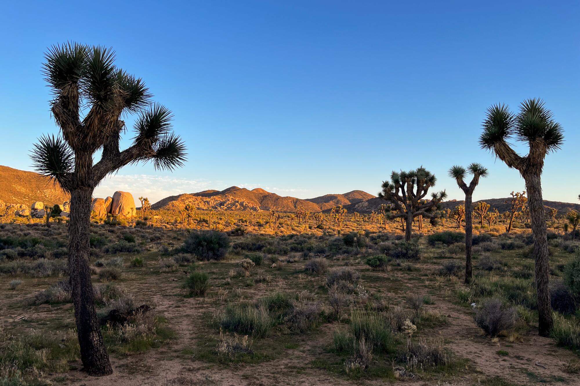 Joshua Trees along the Cap Rock Trail in Joshua Tree National Park.