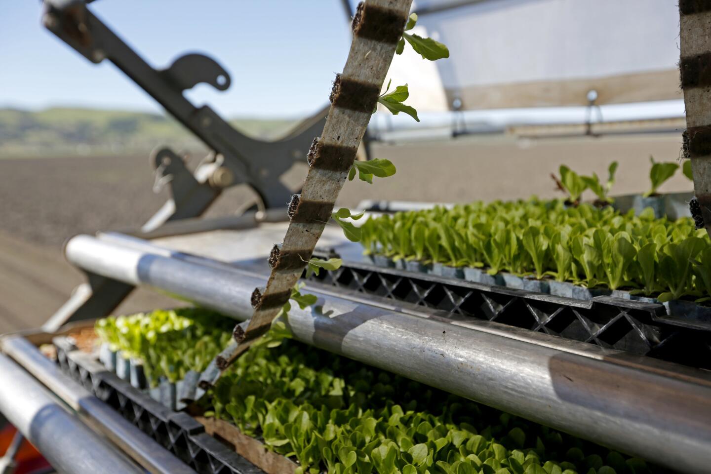 PlantTape Automated Transplanting System - PlantTape