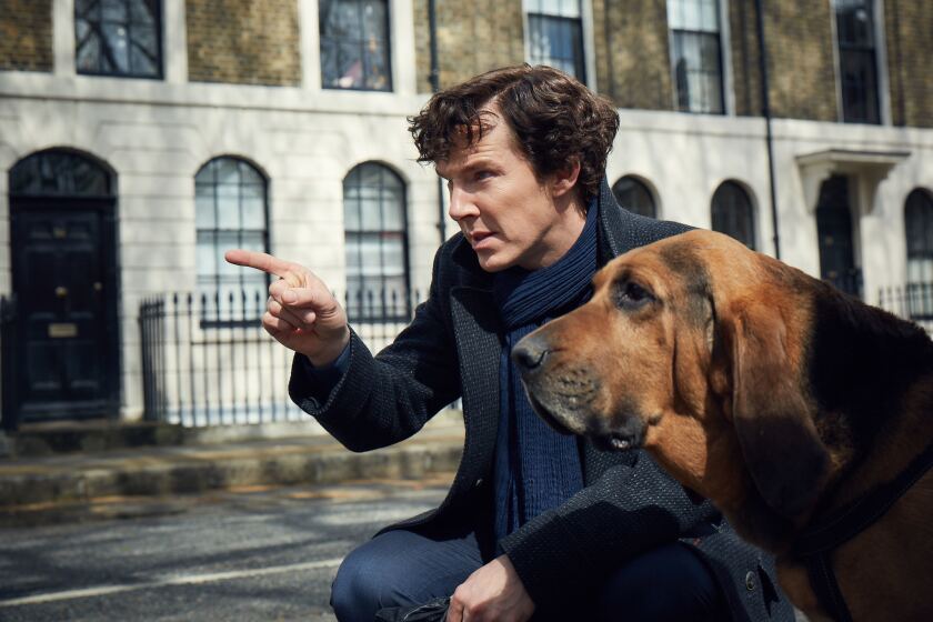 Benedict Cumberbatch as Sherlock Holmes in PBS Masterpiece's "Sherlock."