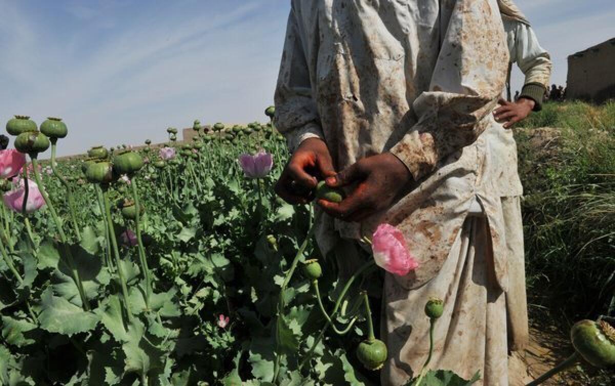 An opium poppy field in Helmand province. This marks the second year that opium cultivation has expanded in Afghanistan, according to the U.N., bringing it close to levels last seen four years ago.