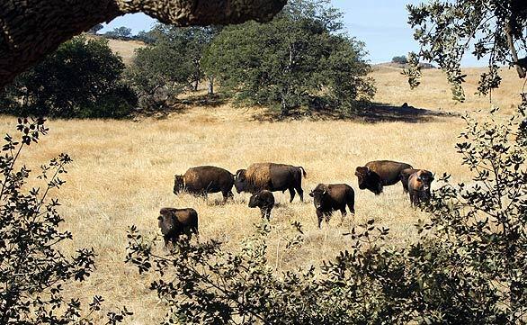 Bison on Camp Pendleton