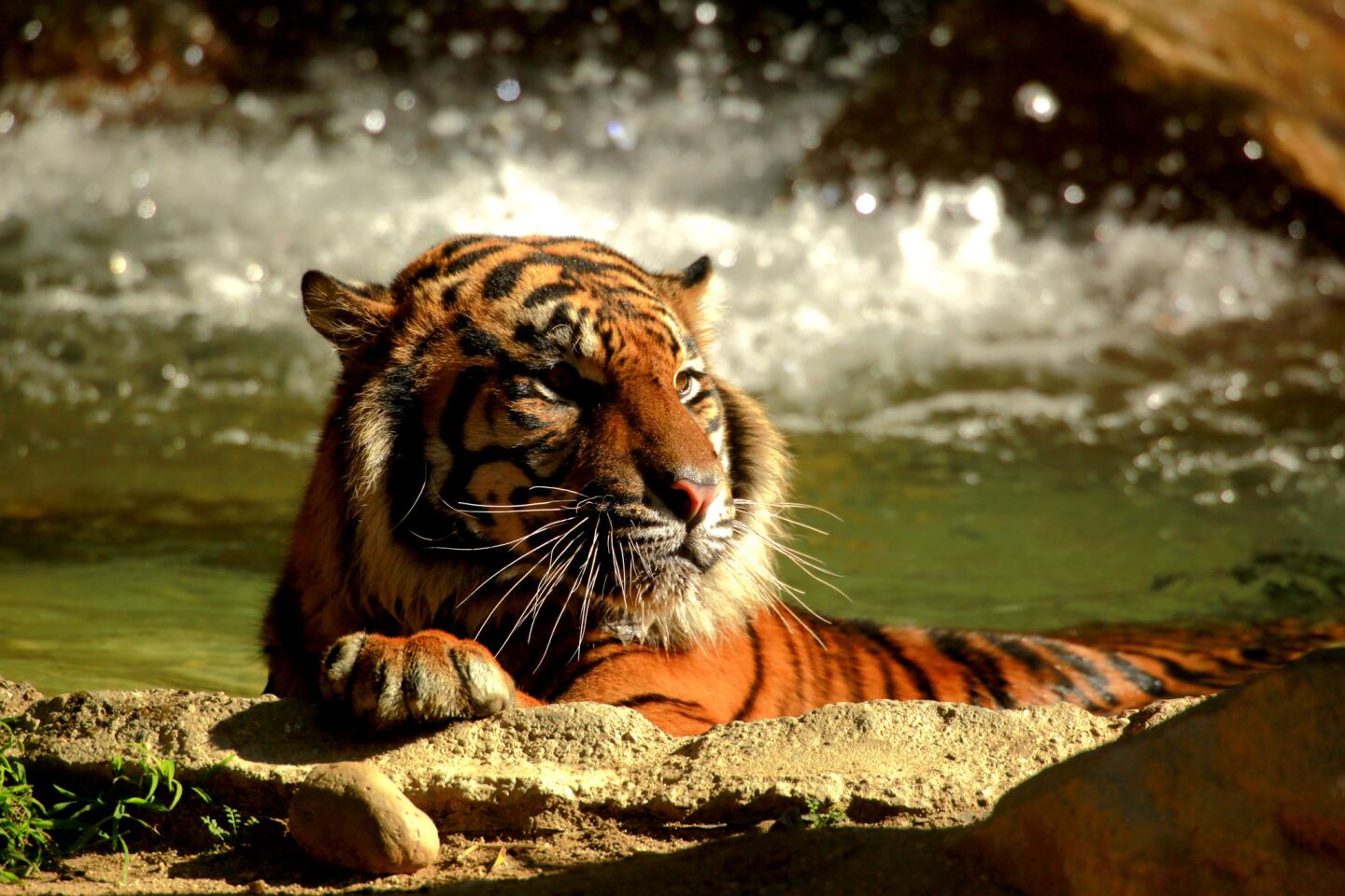 Sumatran tiger