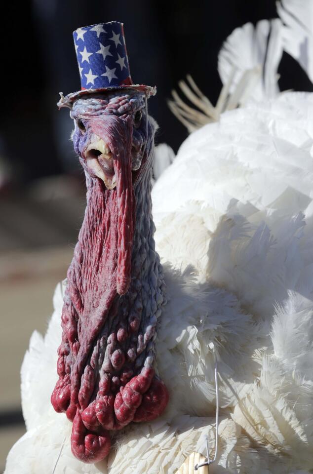 Clyde the turkey struts around the front lawn of the Governor's Mansion in Montgomery, Ala., Wednesday. Gov. Robert Bentley issued a Thanksgiving pardon for the bird. It was the first time the ceremony was held without South Alabama turkey grower Bill Bates, who died in August. Bates began the tradition of giving a Thanksgiving turkey to the Alabama governor 65 years ago.