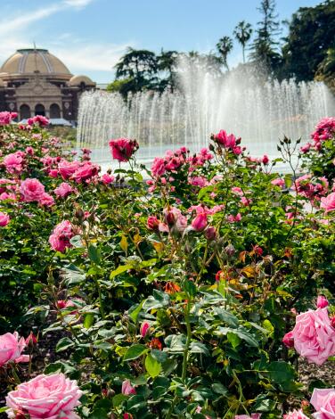 The Exposition Park Rose Garden, with pink roses blooming in front of a large fountain.