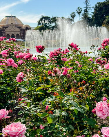 Parking Roses The best L.A. rose gardens to see this season's blooms - Los Angeles Times