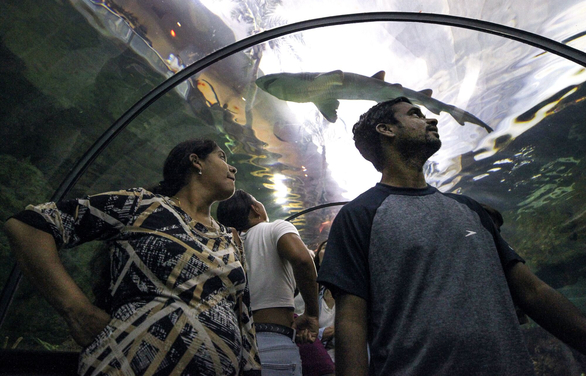 Gopinath Rao and his wife Sangeetha look at sharks while in the Shark Encounter at SeaWorld on a recent visit.
