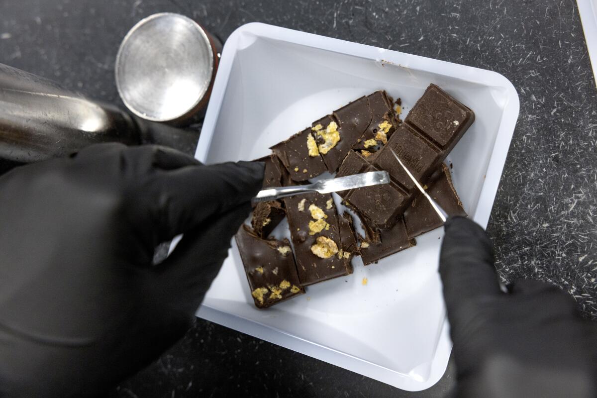 Gloved hands cut up a chocolate bar with metal instruments.