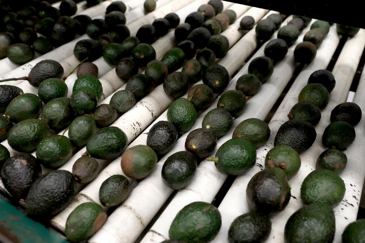 Avocados being sorted before being sold.