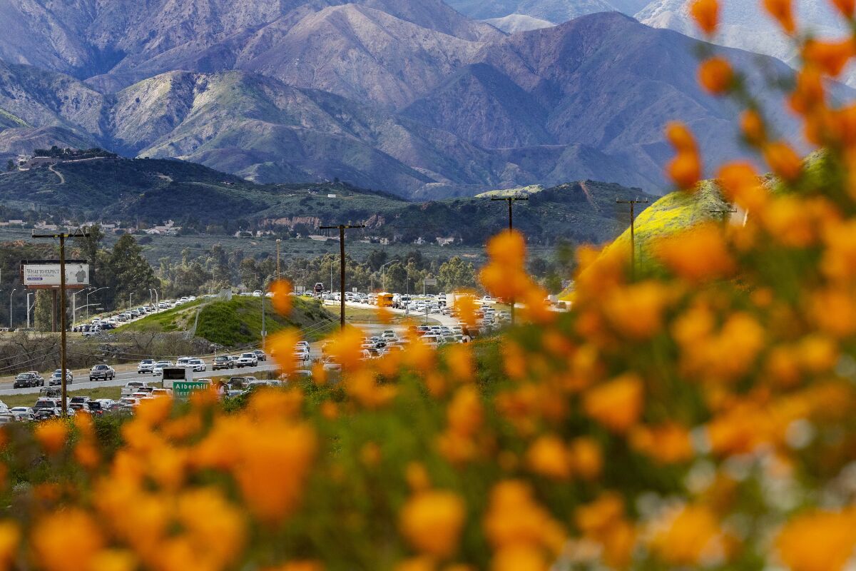 The super bloom is creating a super traffic jam along the 15 Freeway as wildflower enthusiasts wait to exit toward Walker Canyon in Lake Elsinore.