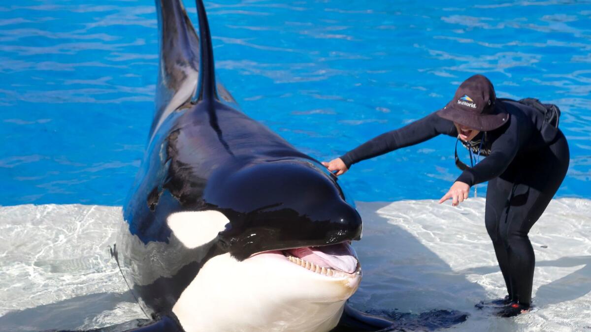 SeaWorld San Diego debuted its Orca Encounter earlier this year after announcing in 2016 that it would phase out the theatrical Shamu shows in the wake of continuing controversy over its killer whales.