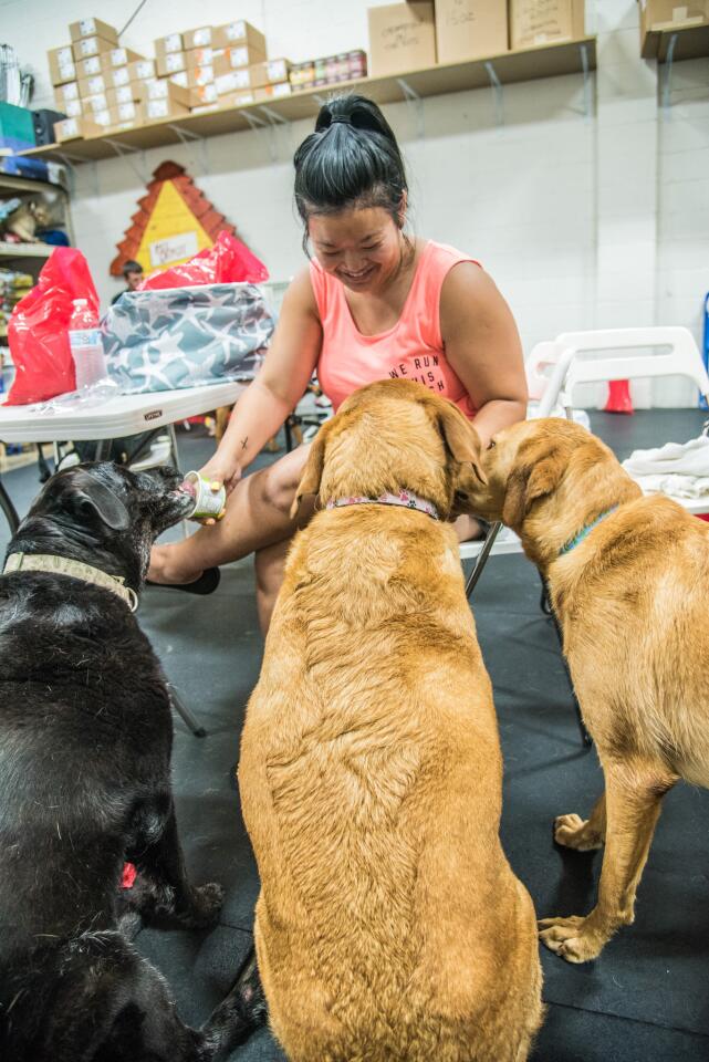 Morgan Greenwood of Perry Hall helps her dogs celebrate their birthdays with ice cream as well as cake and even a pool party at Pet Depot in Timonium. Licking up the ice cream are (from left) Soophie, Sadie and Murphy.