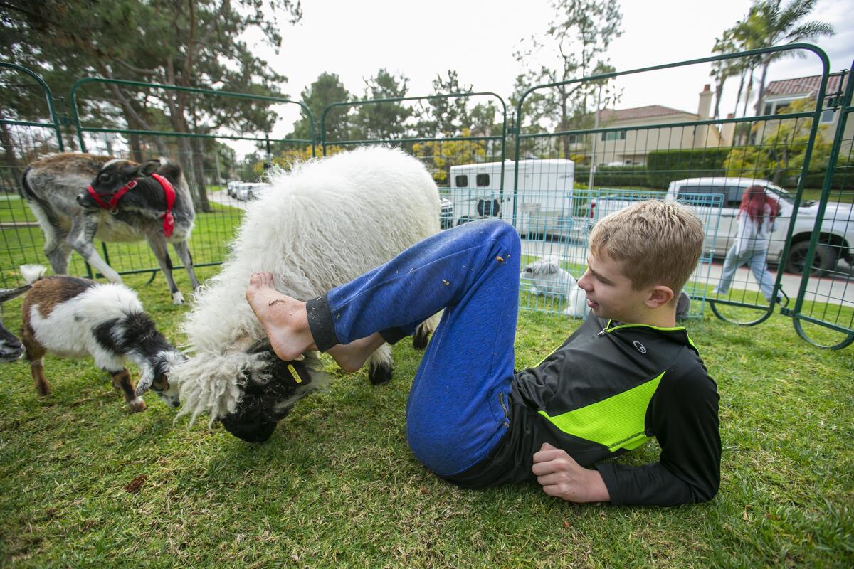 Dylan Wolk uses his feet to pet a ram on Thursday at Bonita Creek Park in Newport Beach.