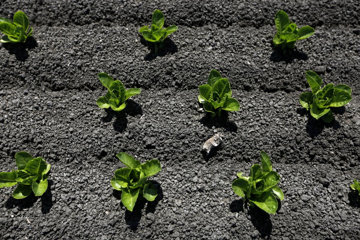 En un campo de lechuga cerca de Salinas, California, se muestra el trabajo hecho por una máquina guiada por una computadora que desecha los productos no deseados para dejar espacio para que la lechuga pueda crecer más.