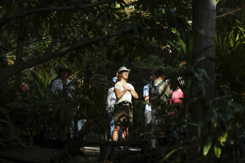 Hannah Carbone takes in the trees during a forest bathing class at the Los Angeles County Arboretum and Botanic Garden. Forest bathing is proven to reduce stress, improve mood and even boost the immune system.