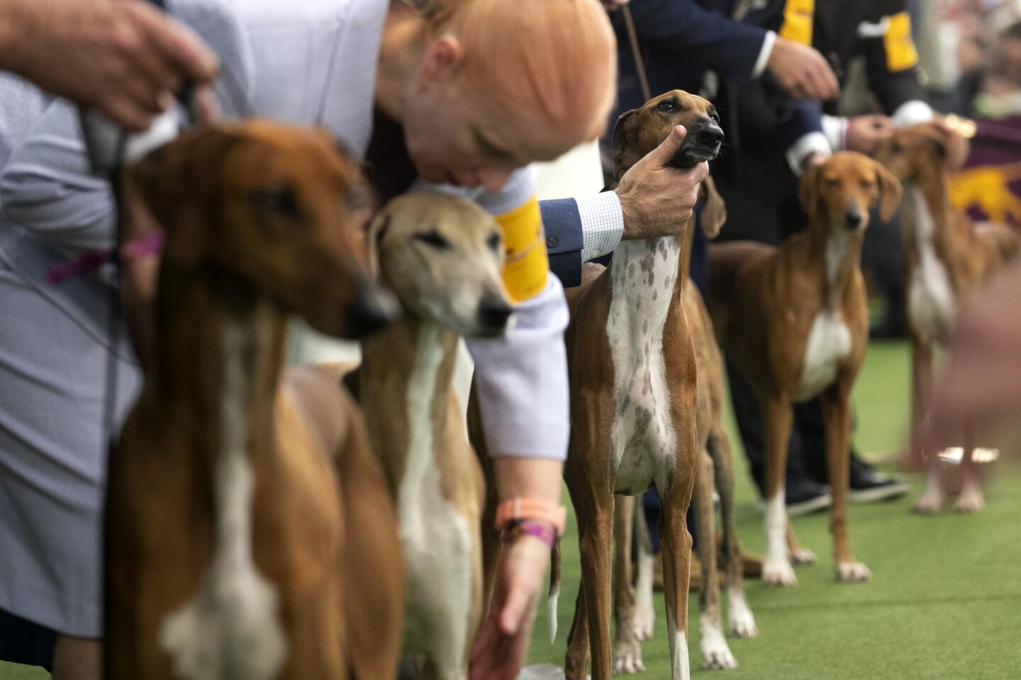 Westminster Dog Show