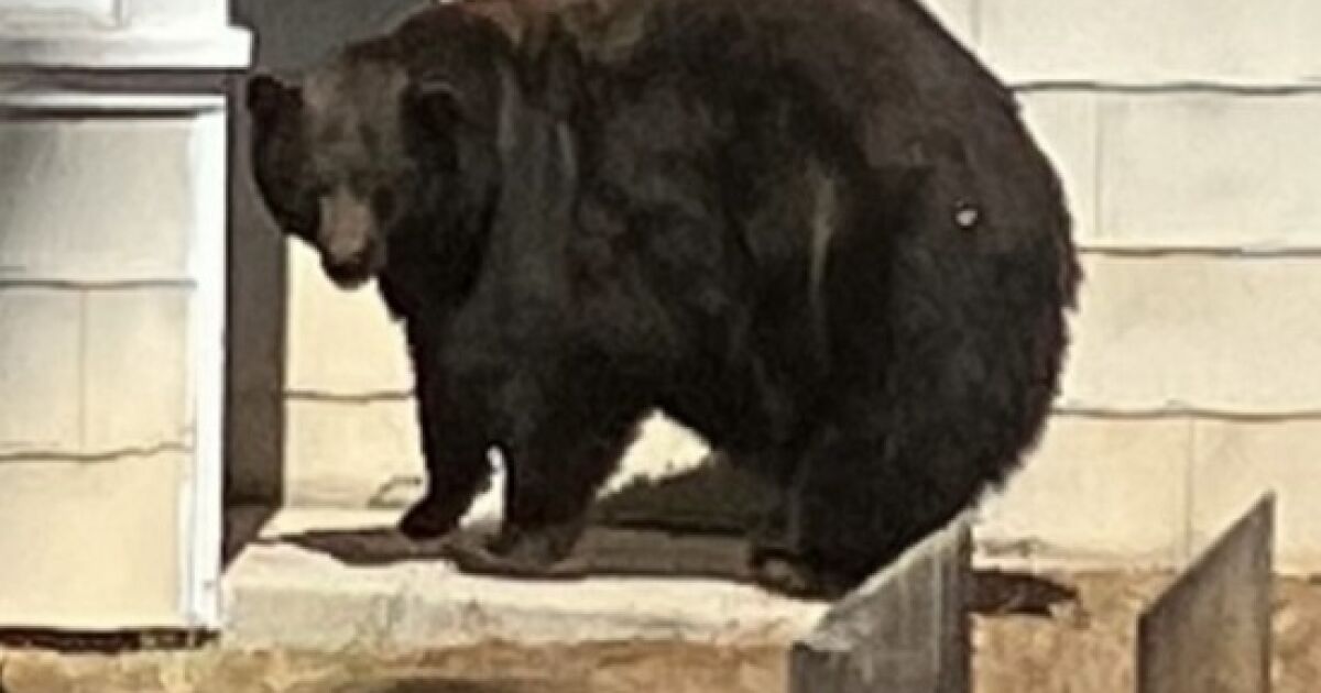 Mother bear, 3 cubs captured after spate of home break-ins in Lake Tahoe area