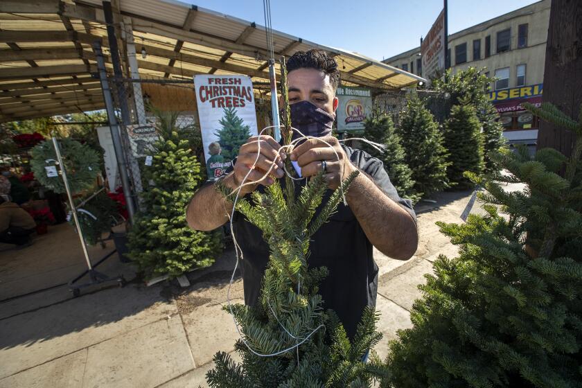 LOS ANGELES, CA - NOVEMBER 30, 2020: Ernesto Lopez prepares another Christmas tree for sale at Avalon Nursery & Ceramics in Los Angeles. The nursery is owned by his mother Maria Luz Lopez who opened it up 33 years ago. (Mel Melcon / Los Angeles Times)