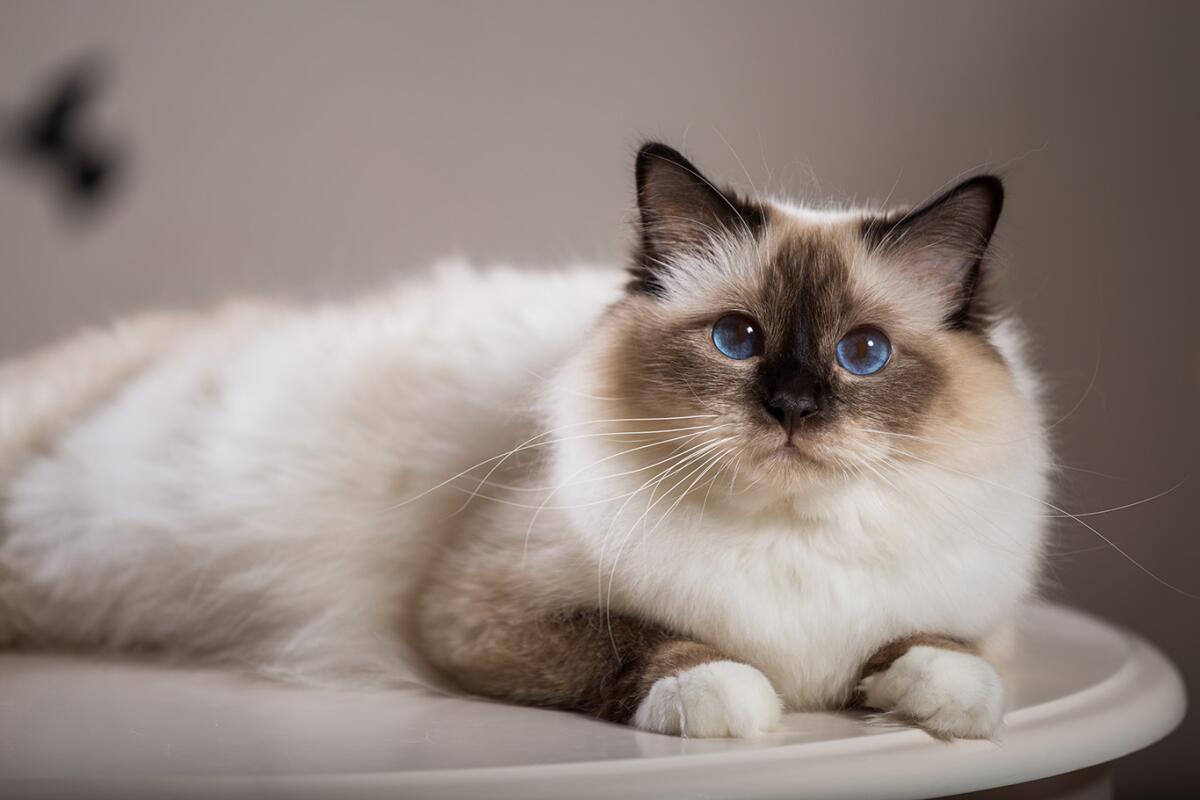 Pretty Cat Breeds: Discover Adorable Feline Charms