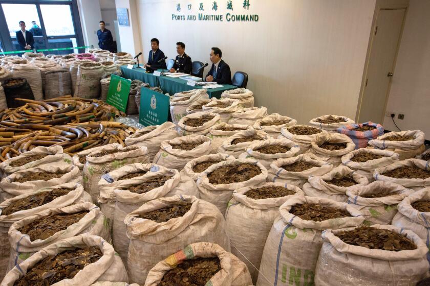 Over eight metric tons of pangolin scales are displayed at a Hong Kong Customs press briefing at Kwai Chung Customhouse Cargo Examination Compound in Kowloon, Hong Kong, China in February. According to Hong Kong Customs, illegal wildlife products were seized inside a consignment of frozen meat while in transit from Nigeria to Vietnam. It is the city's largest ever pangolin scale seizure. Scientists estimate the haul to represent the deaths of up to 13,833 African pangolins.