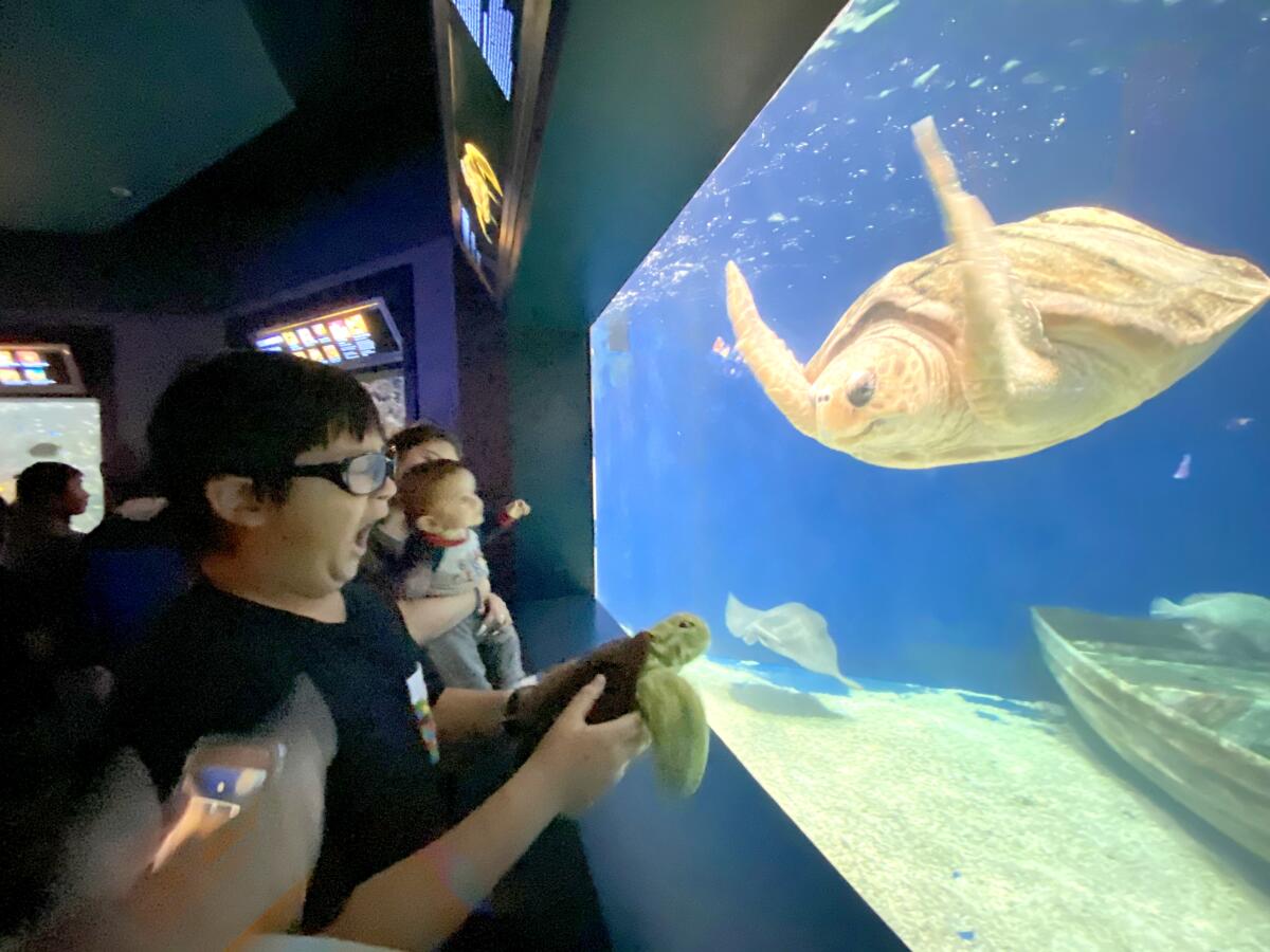 Student Orion Kitago visits the turtle, with his own turtle, from San Francisco.