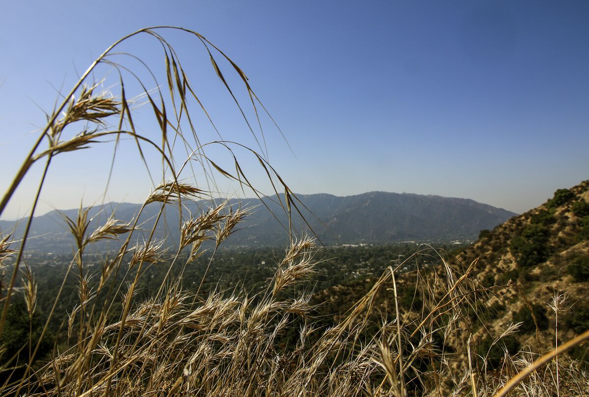 Wild grasses sway in the breeze along the Earl Canyon Mountainway trail.