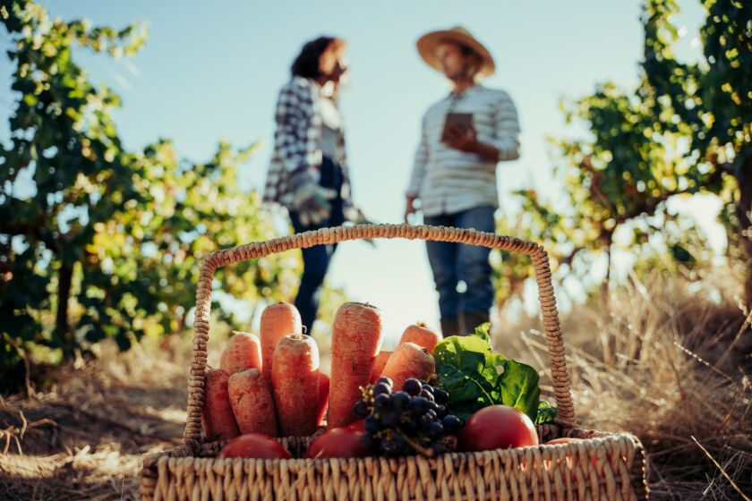 Two gardeners are visible in the background behind a basket of just-picked produce.
