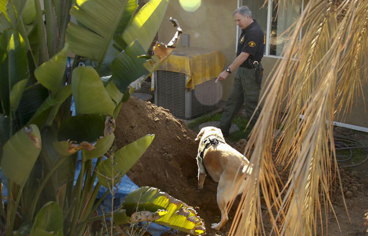 A member of the Orange County sheriff's search and rescue team works with his cadaver dog, Charlee, in an effort to find more human remains in the yard of a Santa Ana home on Monday. The current owners were doing some landscaping Sunday afternoon when they discovered a skull and other human remains.