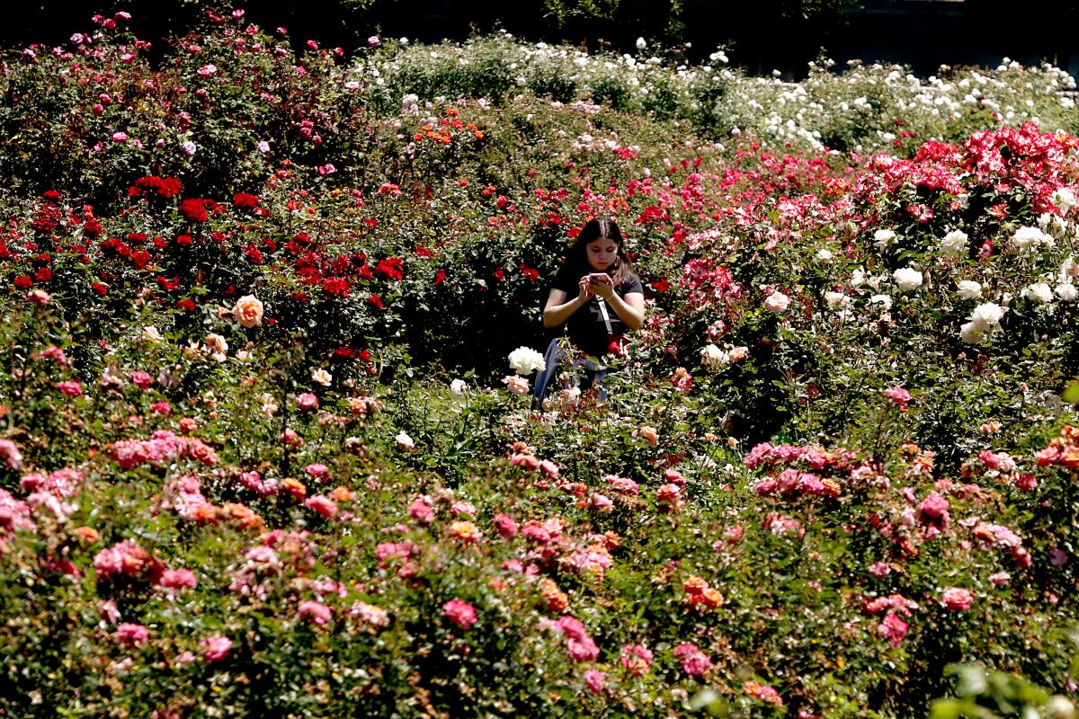 LOS ANGELES, CALIF. - JULY 12, 2023. A girl takes pictures of roses in bloom at Exposition Park in Los Angeles. Southern California weather is expected to get hotter in coming days as the region experiences the first significant heatwave of the summer. . (Luis Sinco / Los Angeles Times)