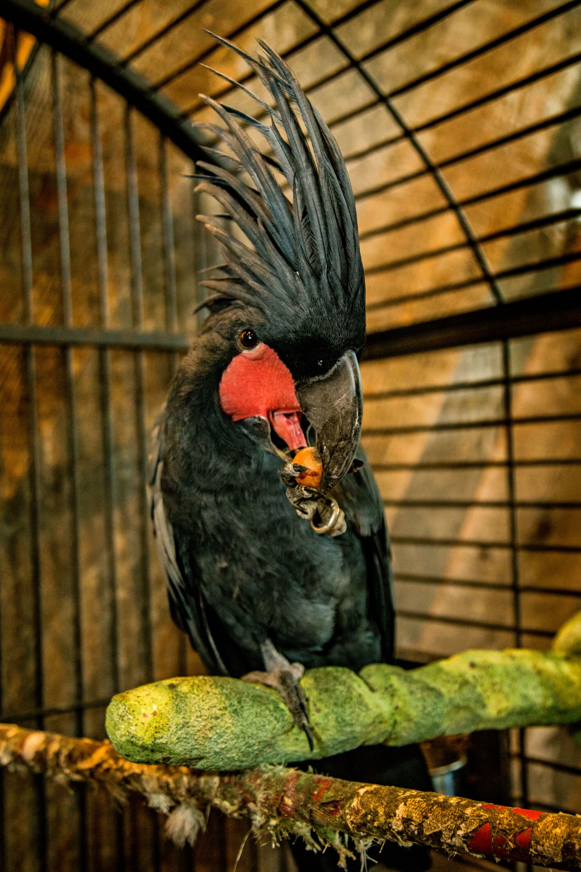 A colorful parrot sits on a perch in a cage