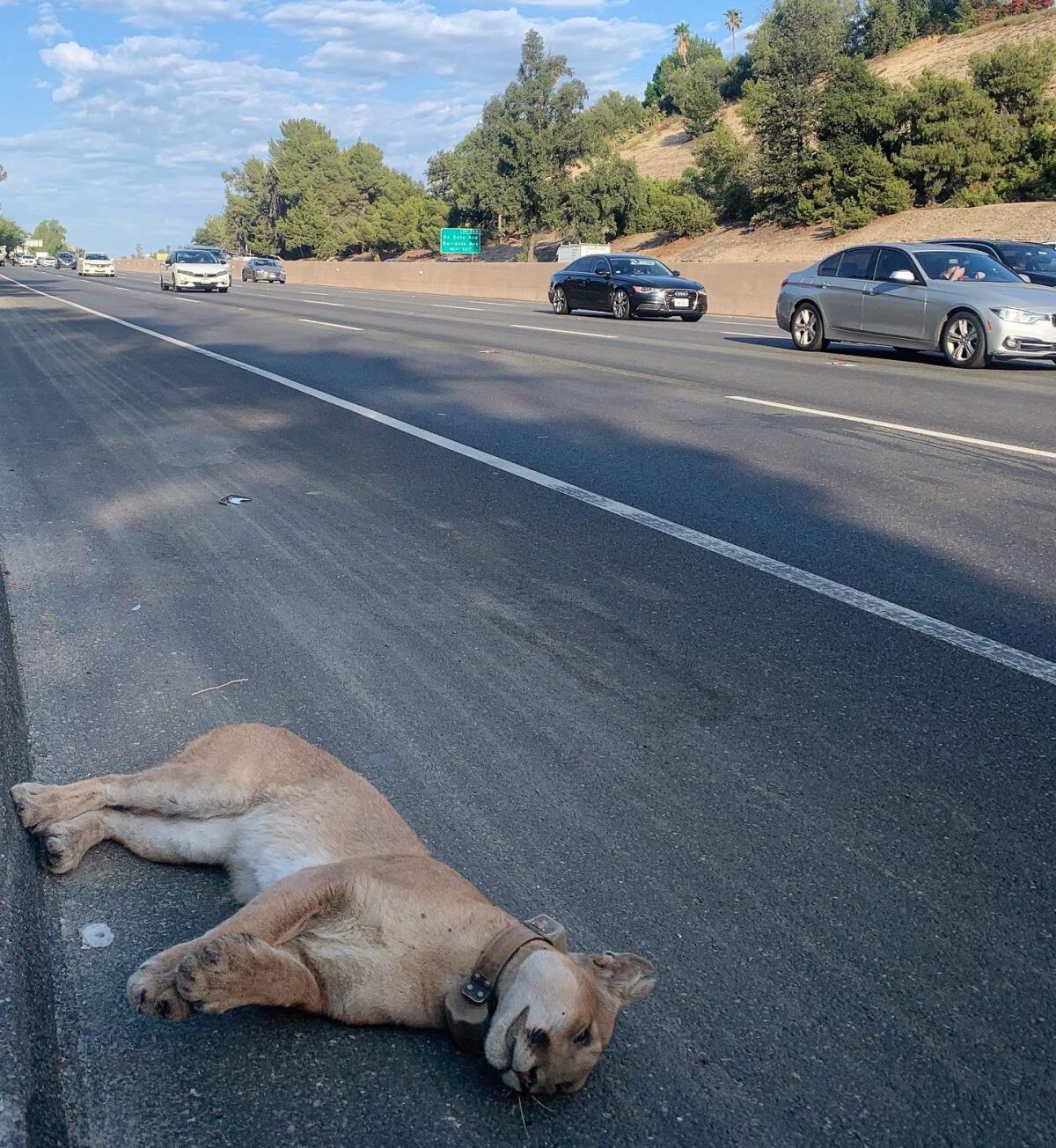 A dead mountain lion on the shoulder of a freeway