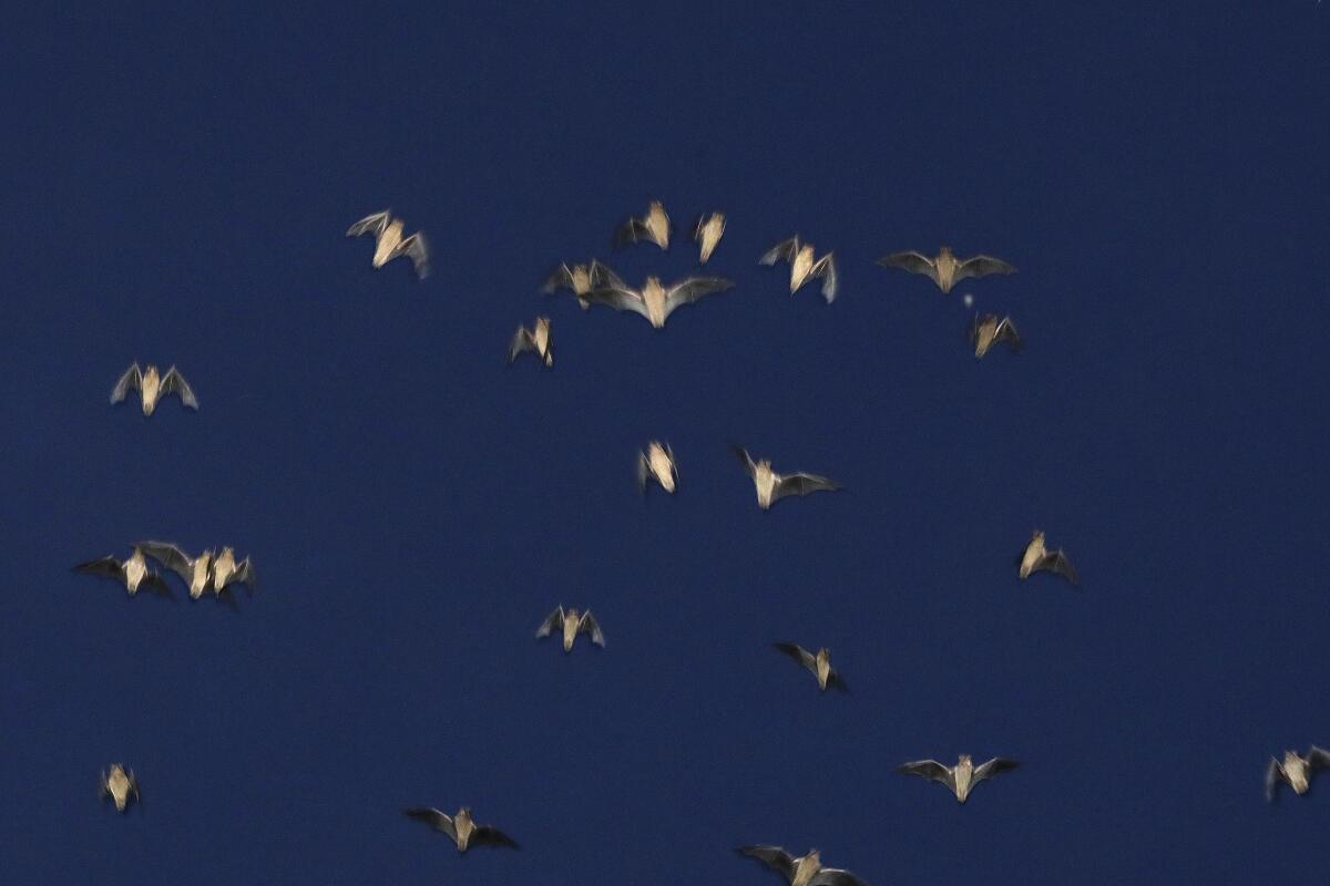 At the Yolo Bypass Wildlife Area, thousands of bats live under the bypass and come out at dusk.