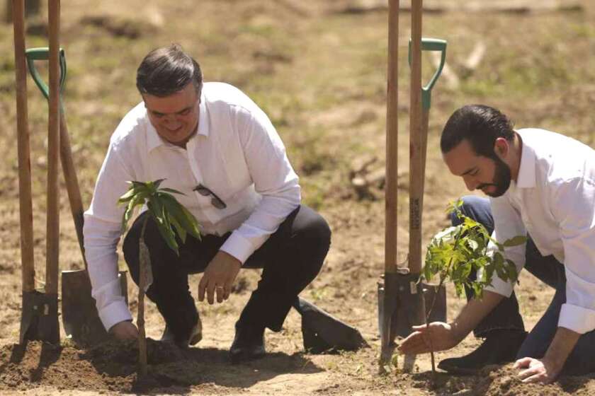 El canciller mexicano Marcelo Ebrard (I) y el presidente de El Salvador, Nayib Bukele, plantan un árbol durante el lanzamiento del programa "Sembrando Vida" en San Luis Talpa, El Salvador.