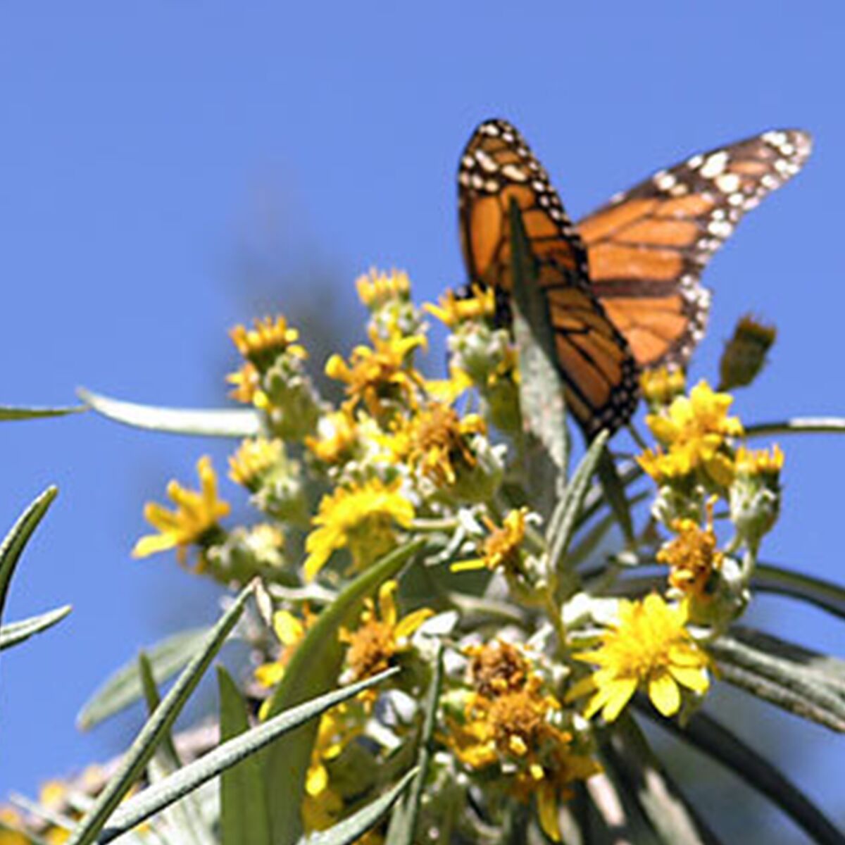 A monarch butterfly sits on yellow flowers.