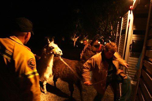 Orange County Sheriff's Deputy Debbie Morris prepares to load a pair of llamas into a trailer, with assistance from Orange County Animal Control Sgt. M.A. Ramirez, while helping to evacuate animals from the Batesby farm in Modjeska Canyon.