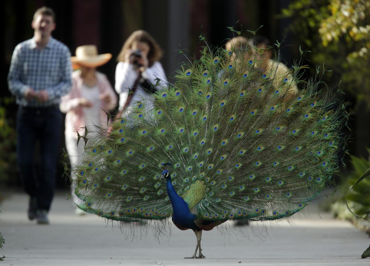 A peacock puts on a show at Los Angeles County Arboretum and Botanic Gardens in Arcadia. City officials scrapped a planned visit to China amid rising tensions about alleged foreign influence on city affairs.