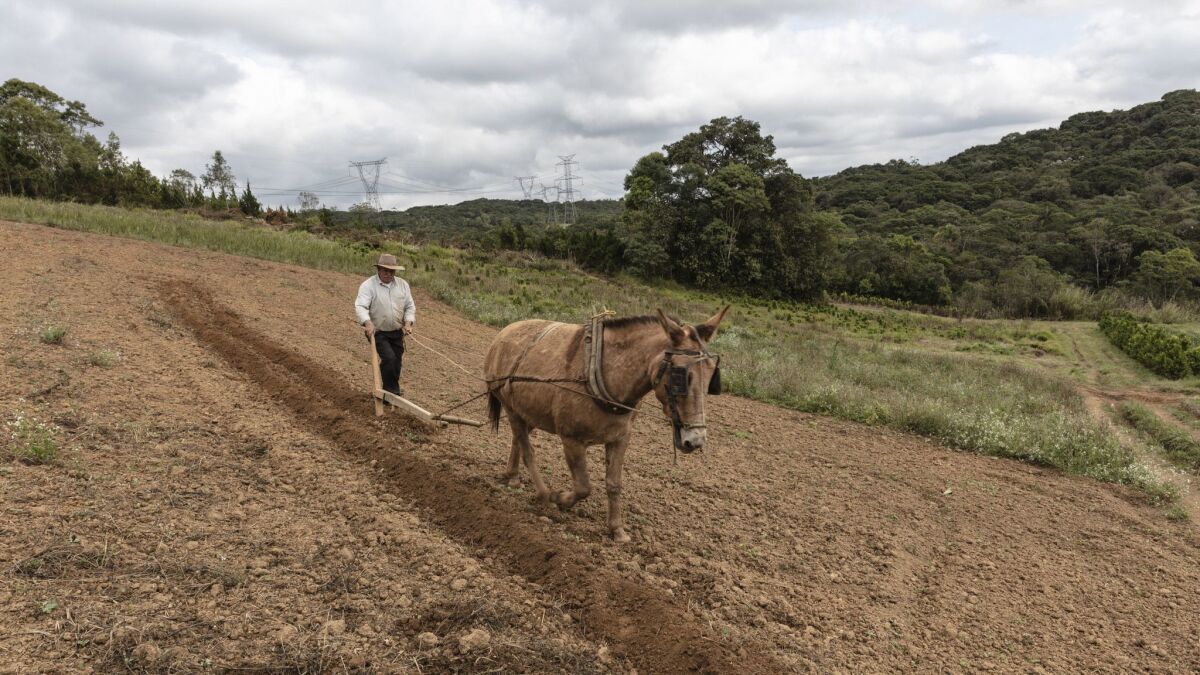 Joaquim dos Santos, 69, and his donkey Moleque prepare soil for planting organic tomatoes.