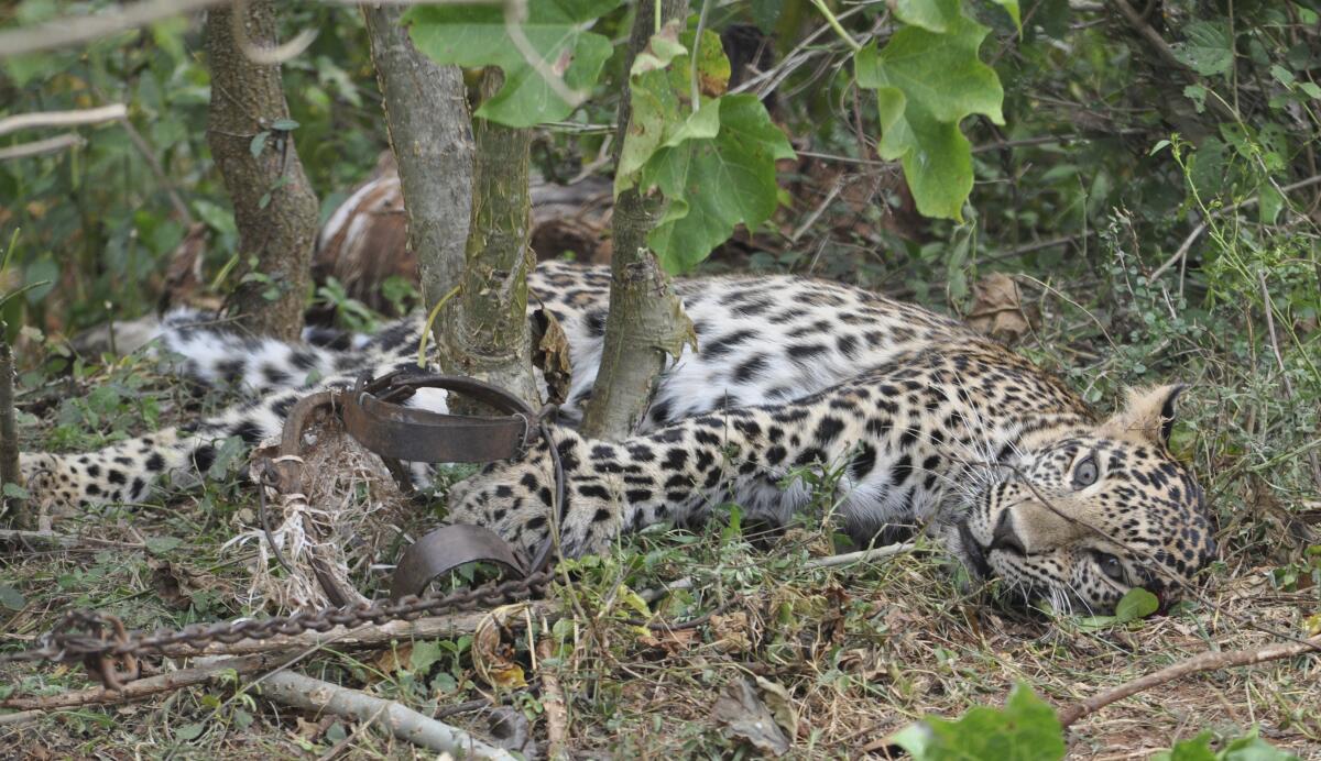 A leopard caught in a trap in Karnataka, India, in 2014.