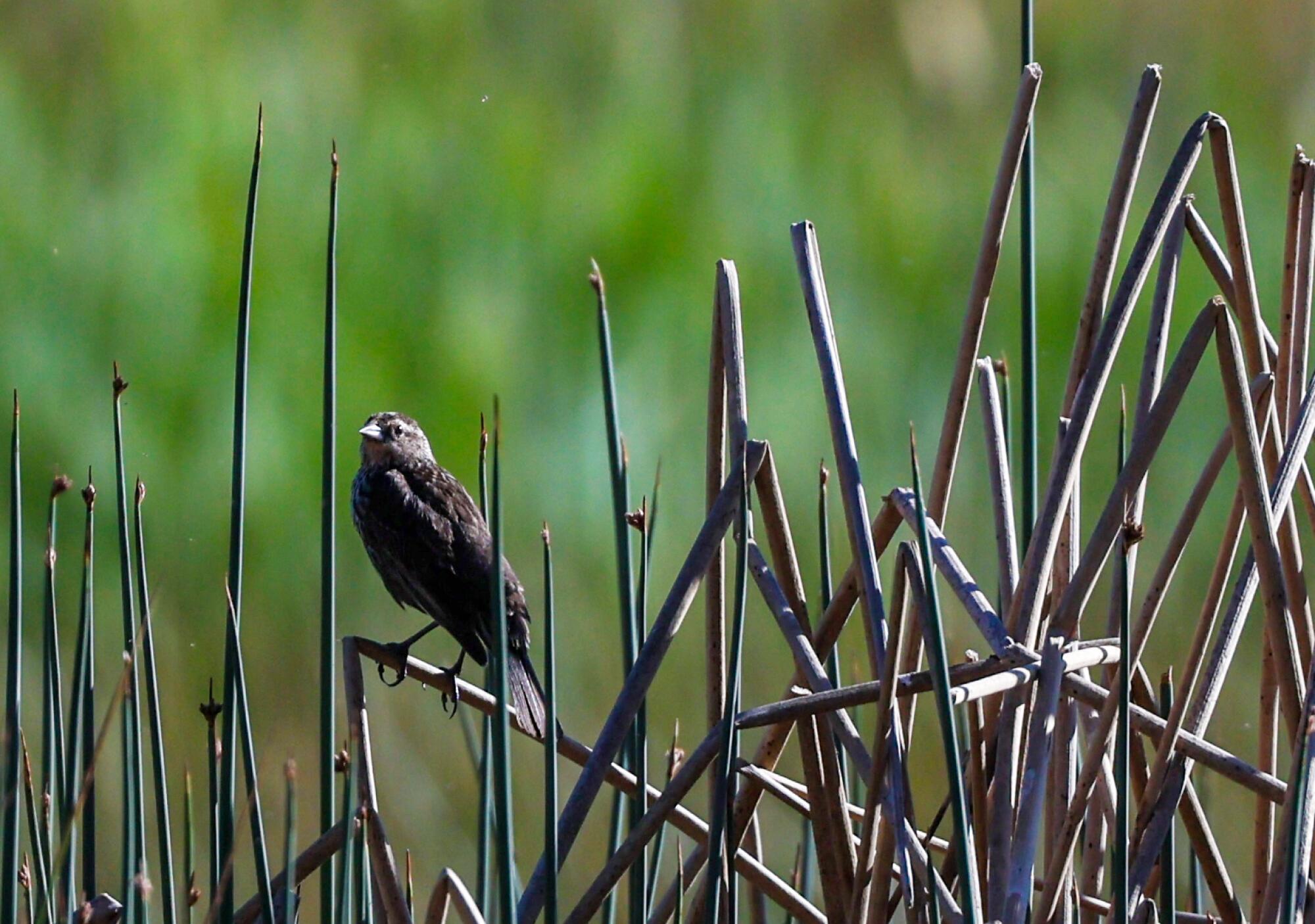 A small bird perches on a reed in a wetland.