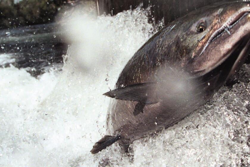 A fall-run salmon jumps at the Coleman National Fish Hatchery near Anderson, Calif., on Oct. 2, 1996.