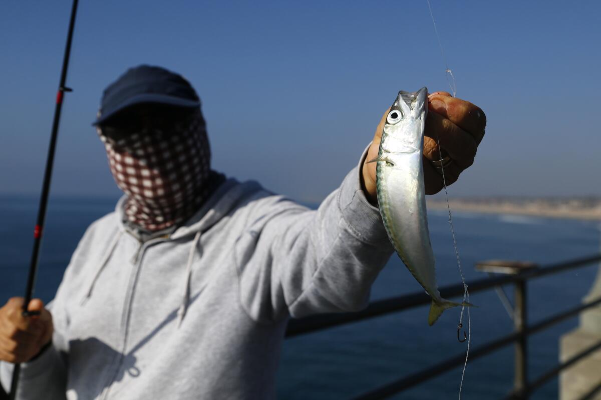 Naim Mosa of Irvine holds up a mackerel he just caught along the north side of Huntington Beach Pier.