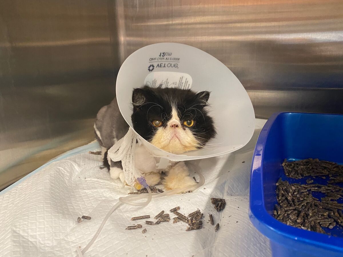Sake post surgery