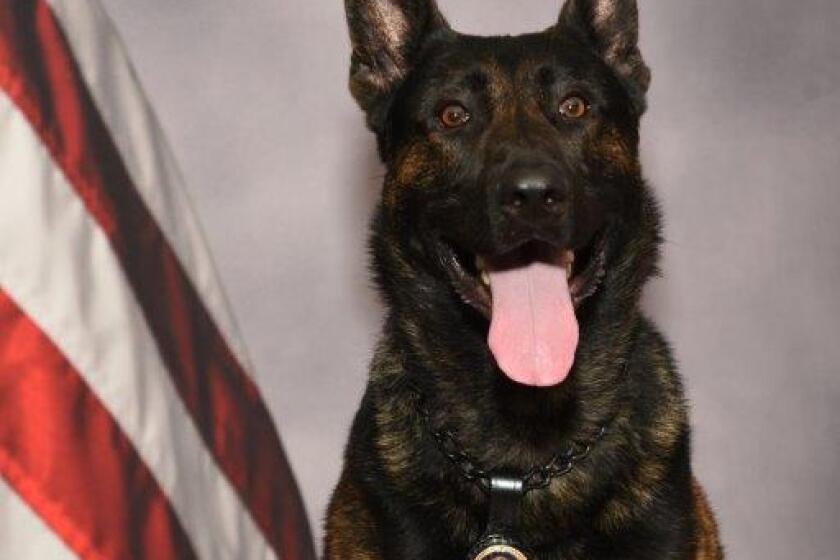 Rex, a Pasadena police dog was injured by a burglary suspect in the city on Christmas Day.