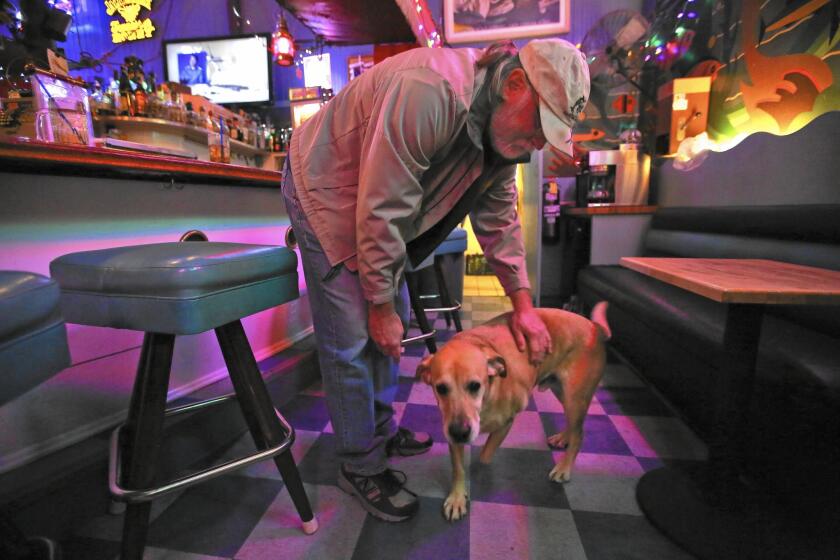 Tony Underwood pets Pretty Boy, a yellow labrador retriever, inside the Marlin Club, a bar he owns and operates in Avalon. The dog belonged to Bruce Ryder, a frequent patron of the bar who was killed during the recent storm in Avalon. Underwood says he will care for P.B. now.