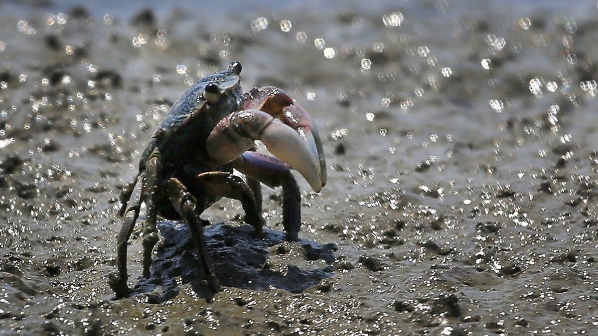 A crab crawls through the mud at low tide at Bolinas Lagoon Nature Preserve in Stinson Beach.