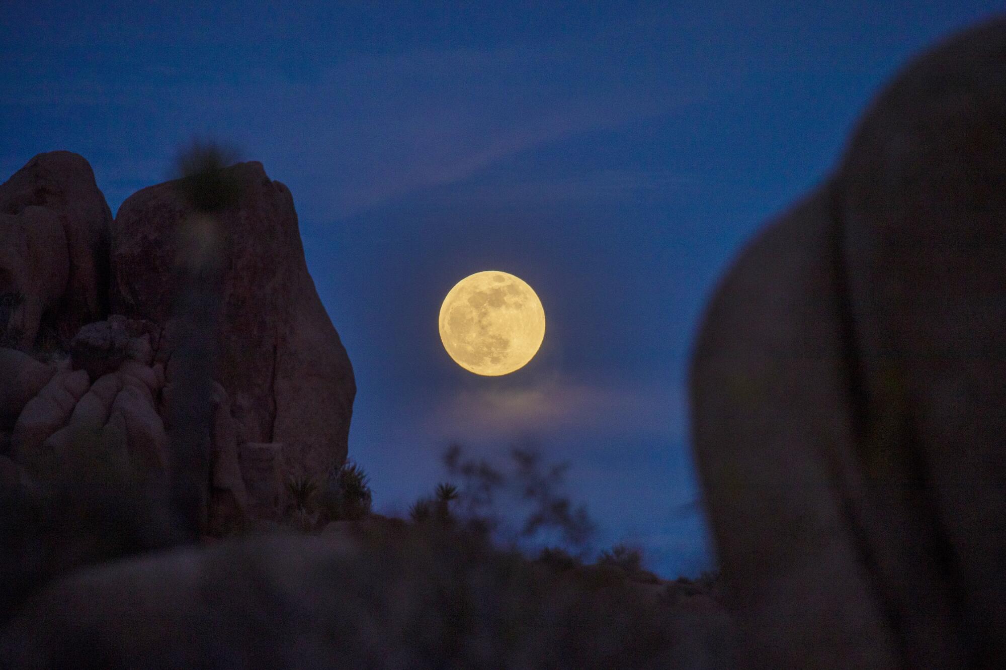 Clouds surround the super flower blood moon rising above rocks and Joshua trees