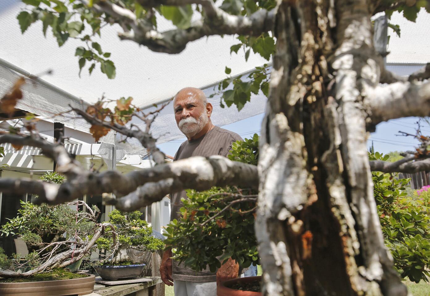 Manny Martinez walks past a red birch bonsai tree his backyard gallery on recent afternoon. The annual Bower's Museum Bonsai Tree exhibit opens soon in Santa Ana and will be curated by Martinez.