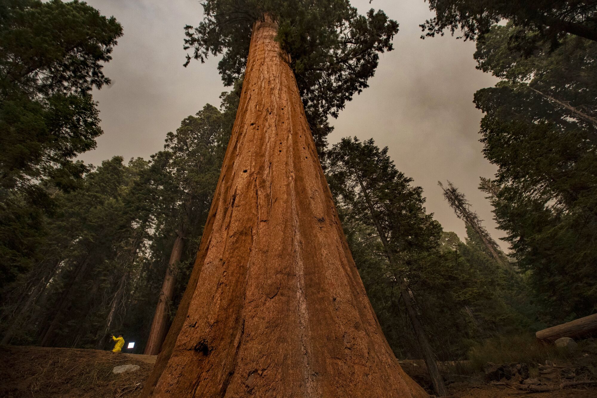 A news crew is seen next to a giant sequoia in a smoky forest