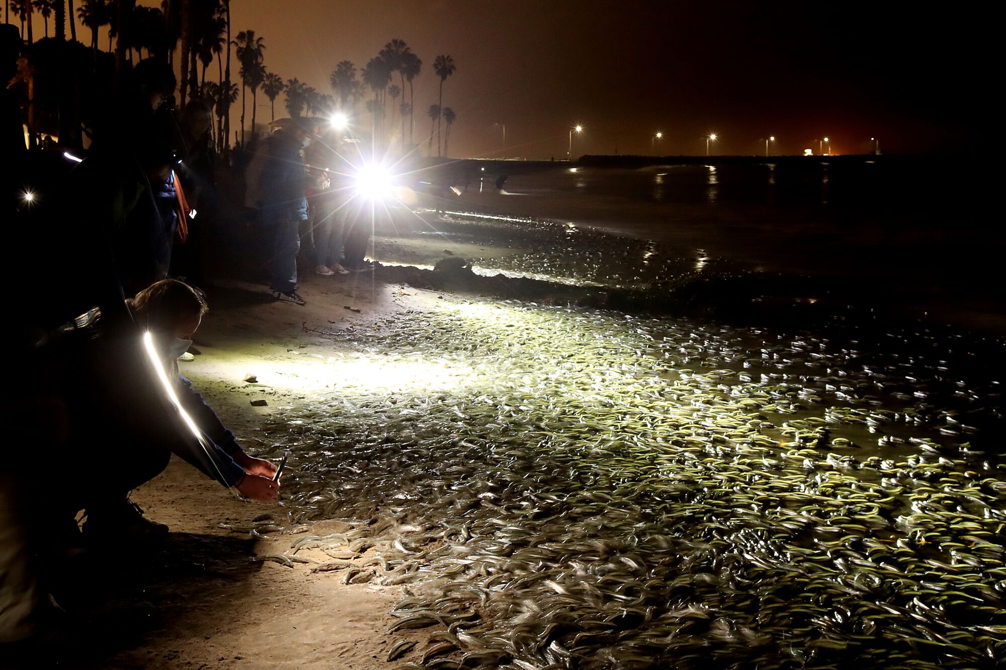 People shine flashlights onto thousands of squirming fish on the beach