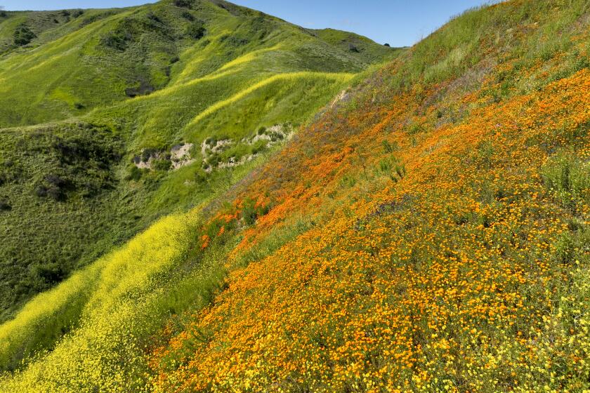 Chino Hills, CA - April 08: After multiple storms drenched Southern California, hikers viewing a patch of blooming California poppies are viewed through a windmill amid a lush scenic meadow as crowds hiked around to view the poppies and other wildflowers blooming at Chino Hills State Park in Chino Hills Saturday, April 8, 2023. (Allen J. Schaben / Los Angeles Times)